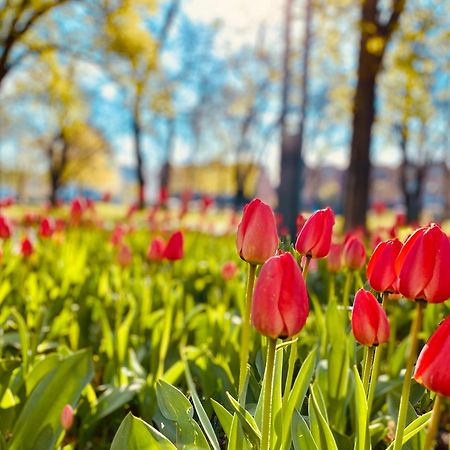 Schoene Aussichten Mitten In Berlin - Il Sole Extérieur photo