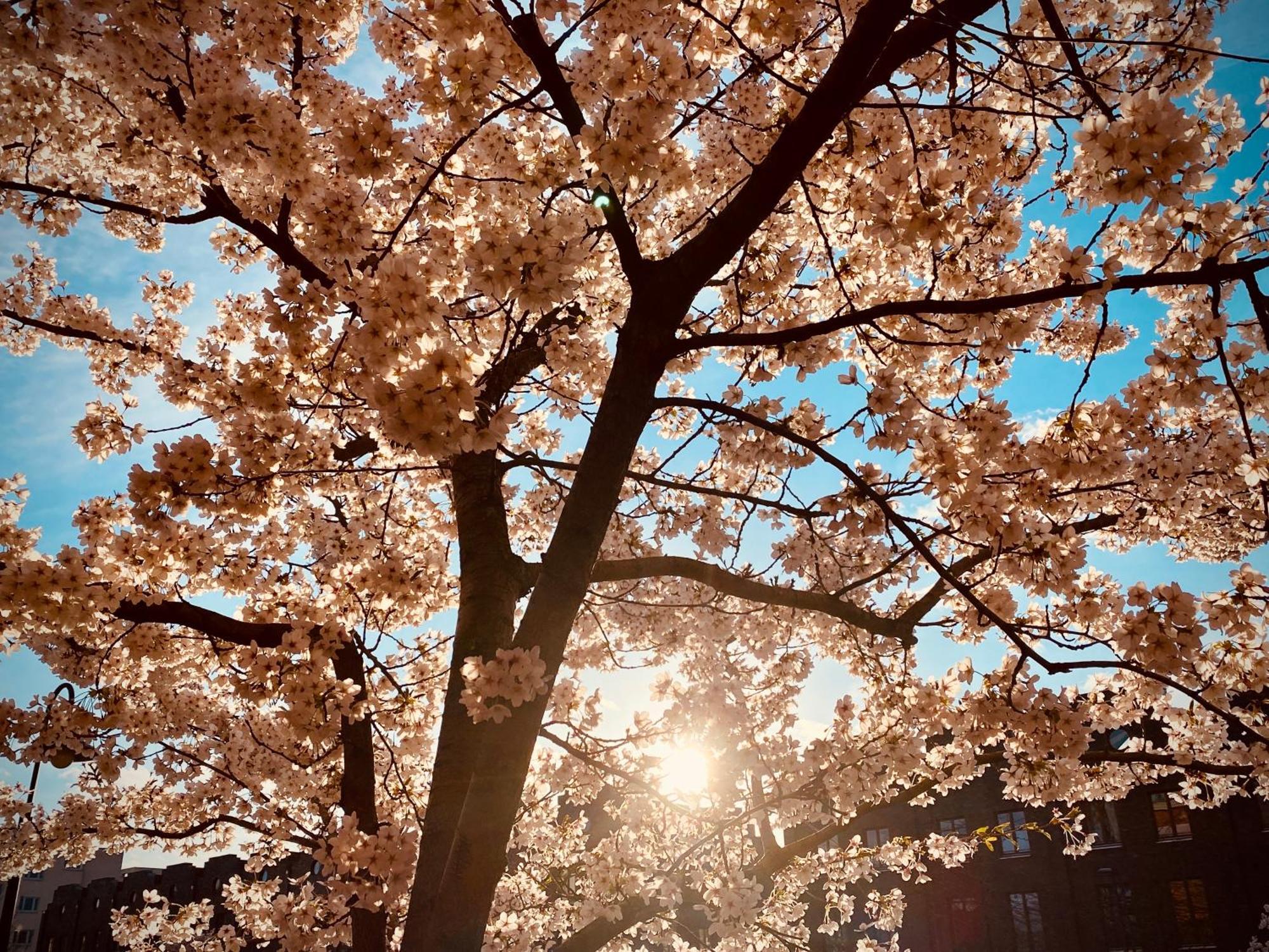 Schoene Aussichten Mitten In Berlin - Il Sole Extérieur photo